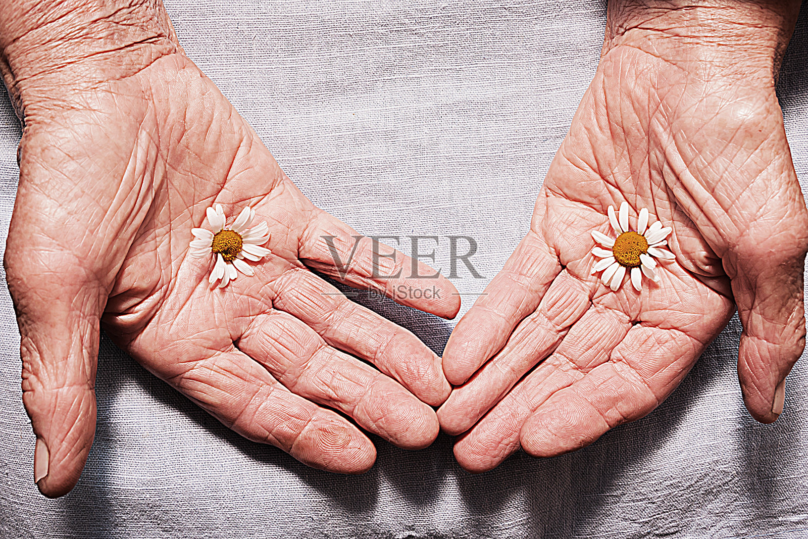 一个老妇人的手拿着雏菊花。长寿的概念。老年人的一天。米色的过滤器照片摄影图片