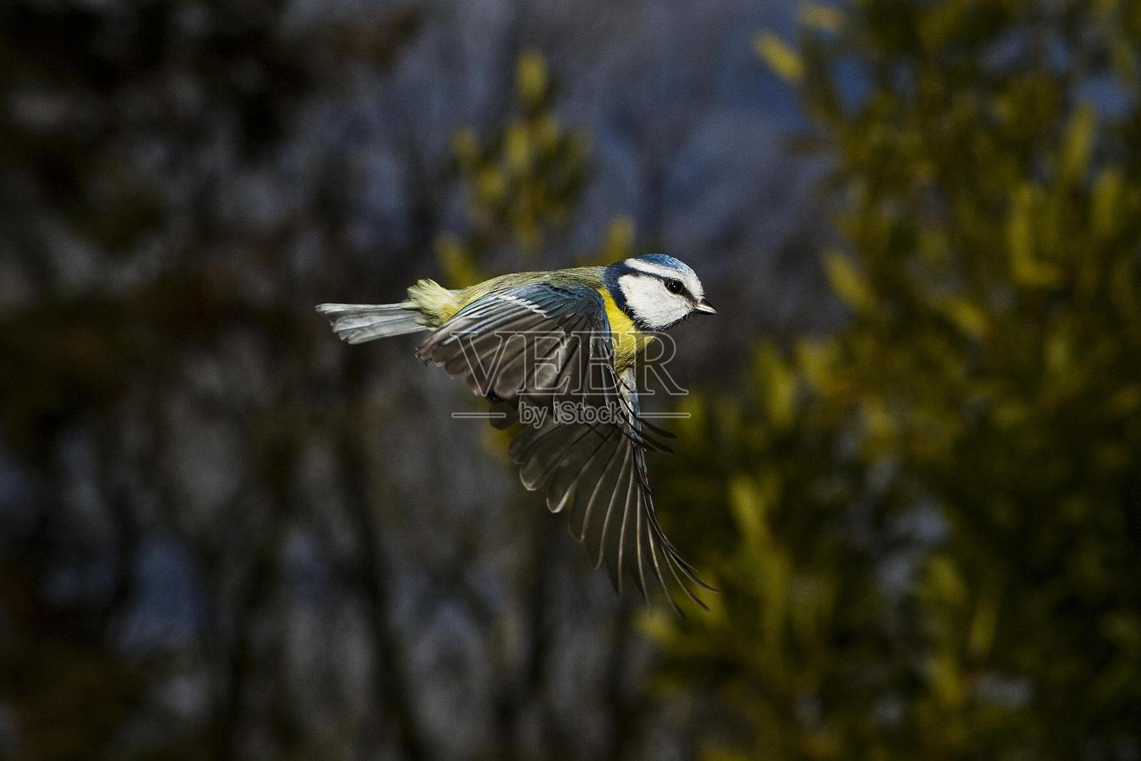 蓝山雀,青色雄雀,成年飞行中,诺曼底照片摄影图片