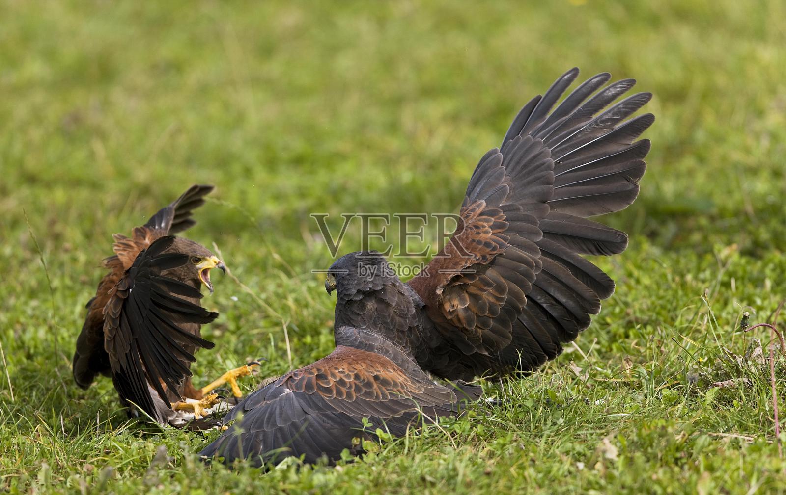 Harris Hawk, parabuteo unicinctus,成人战斗照片摄影图片