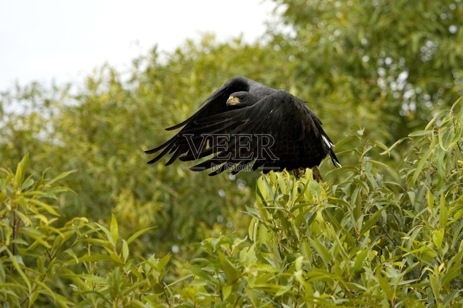 委内瑞拉洛斯利亚诺斯,大黑鹰,大羚羊,飞行中的成年人照片摄影图片