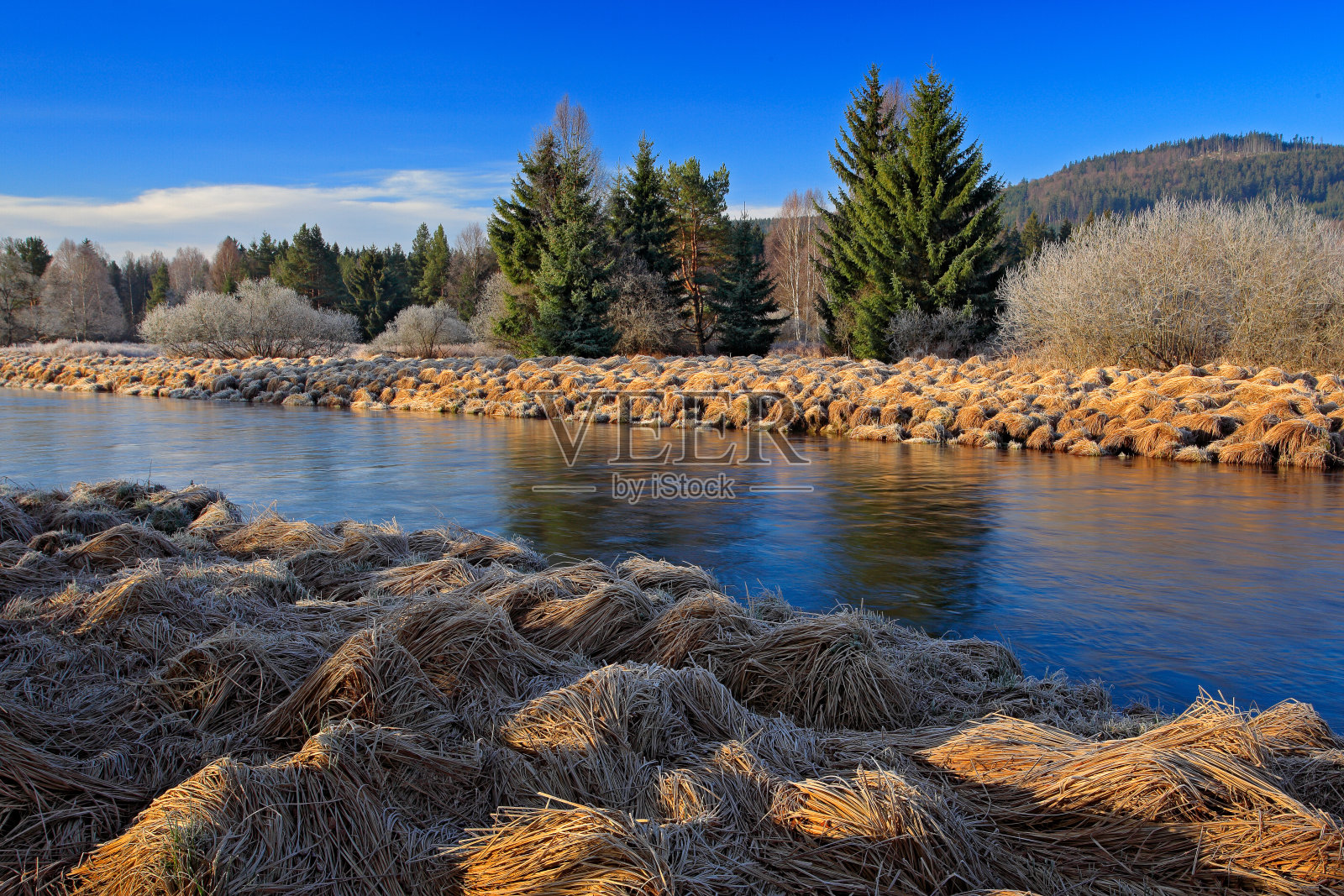 捷克苏玛瓦国家公园伏尔塔瓦河周围的典型景观。绿树成荫,河流蜿蜒。夏天有云杉的泥炭沼泽。绿色景观。山上的日出。照片摄影图片