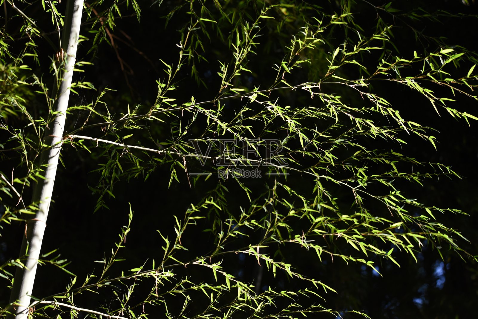 竹林的场景。照片摄影图片
