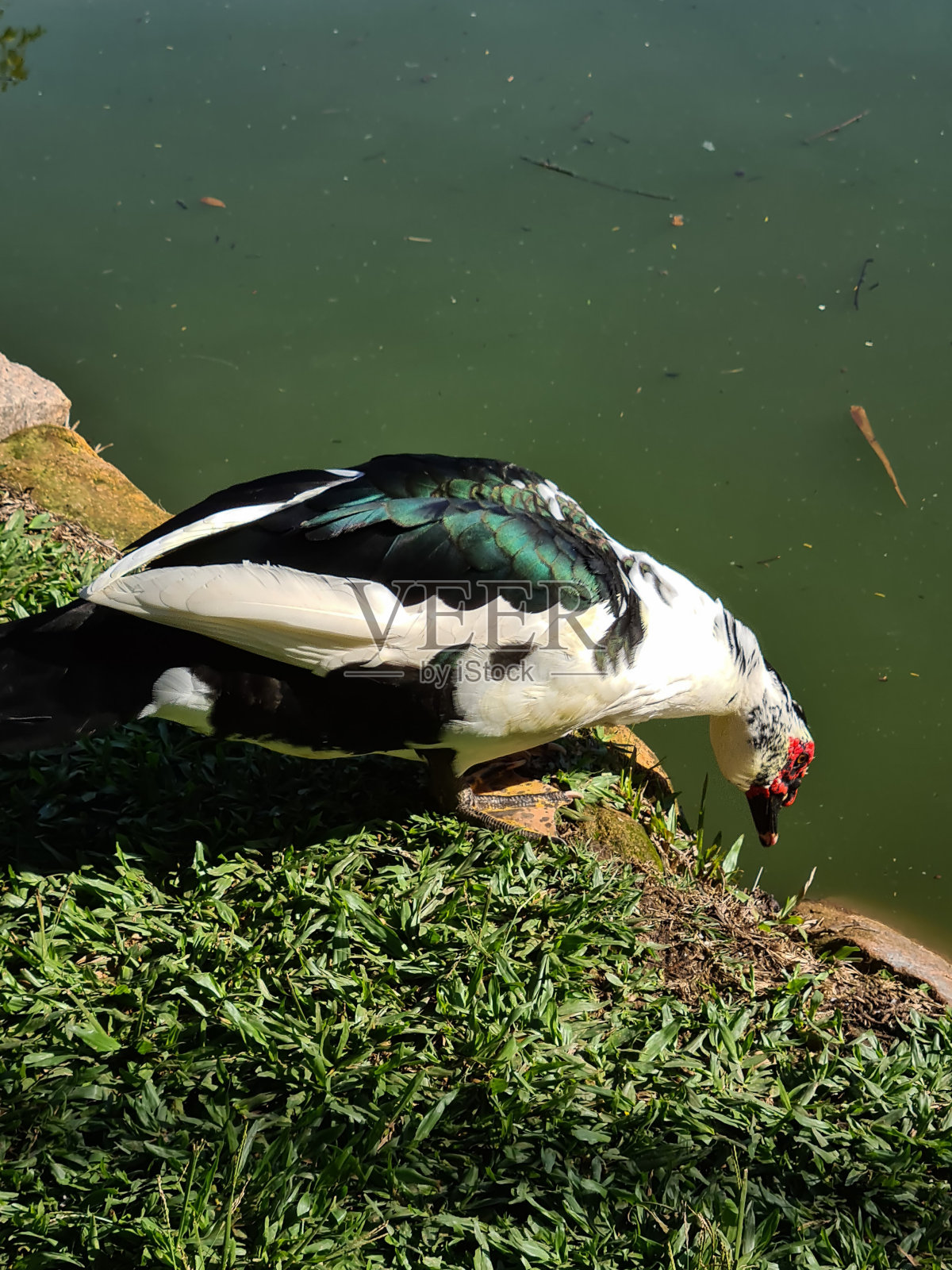 雄鸭照片摄影图片
