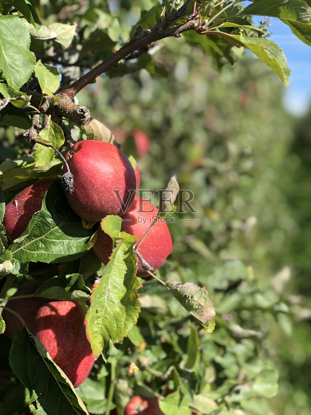 德国博登西河畔林道附近的葡萄藤上的红酒葡萄照片摄影图片
