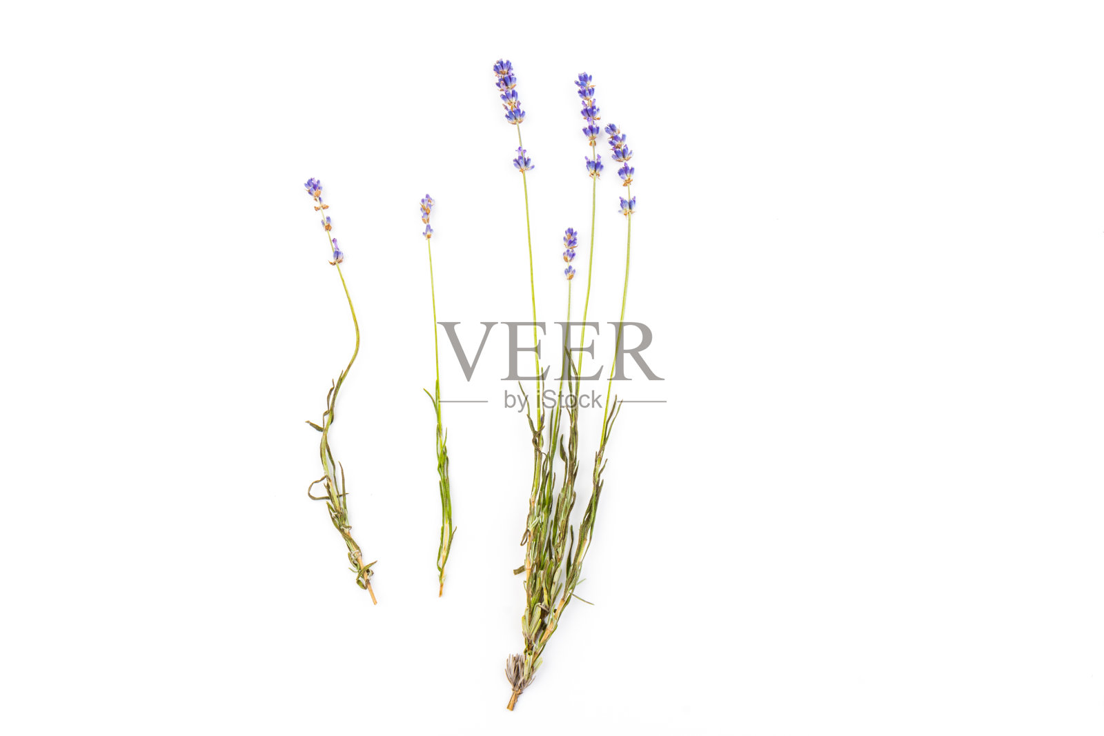 孤立在白色背景上的薰衣草花。关闭了。空间的文本照片摄影图片