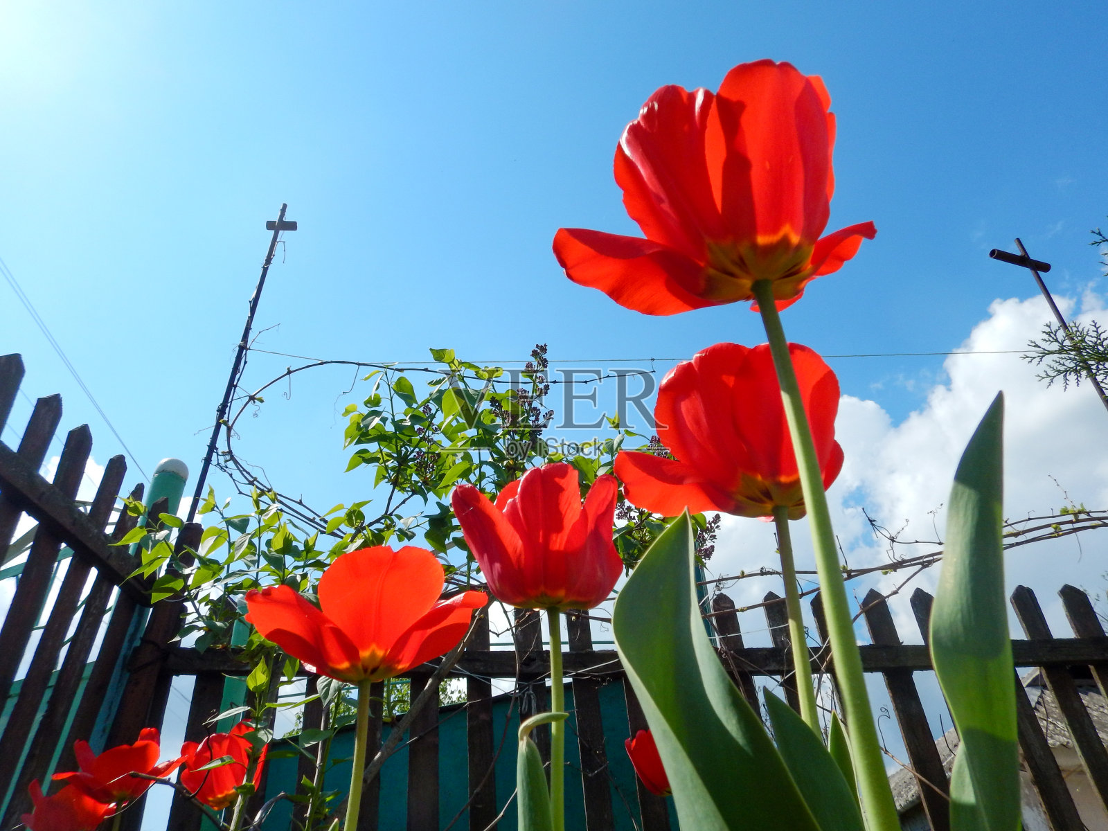 美丽的花朵。照片摄影图片
