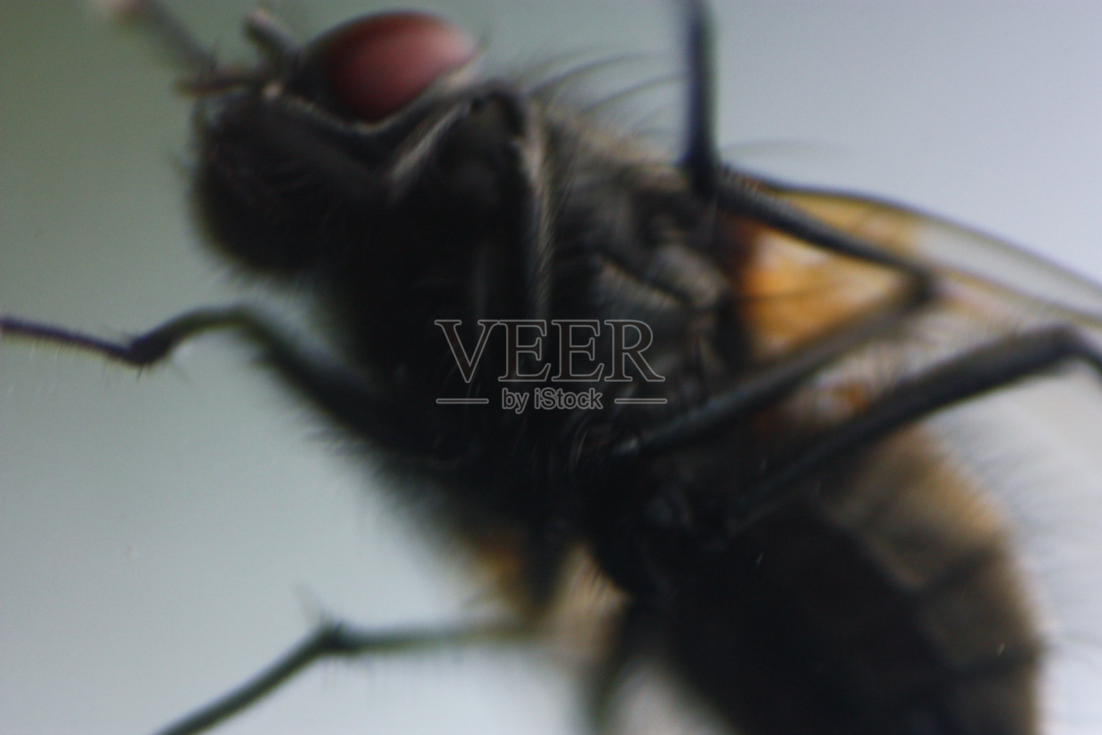 艺术的黑暗宏幻灯片细节的普通苍蝇模糊与有意的背景照片摄影图片