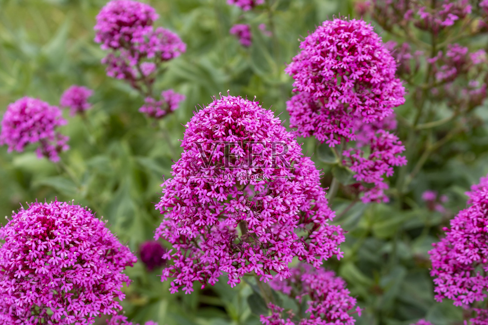 瓦莱里亚塞花照片摄影图片
