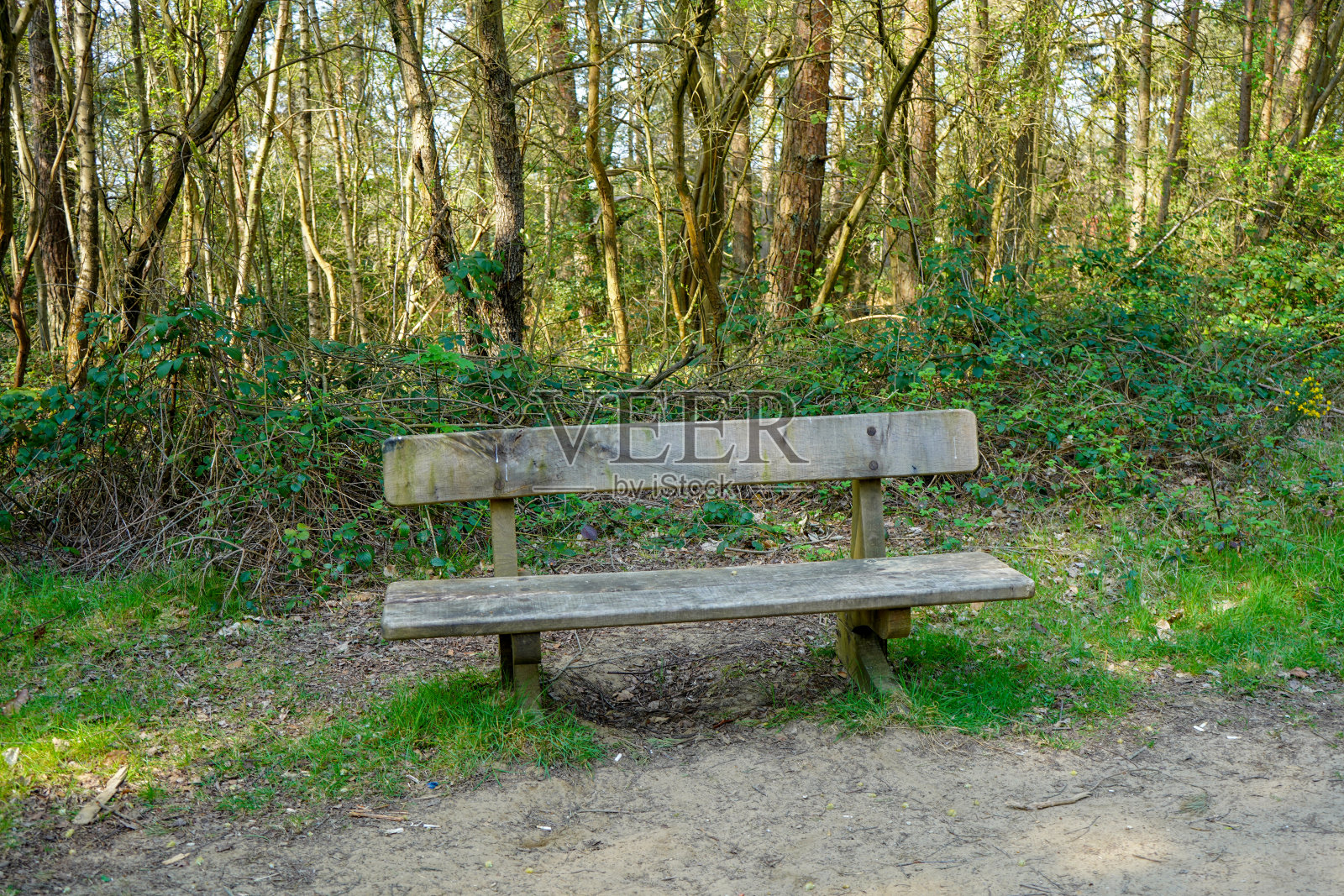 林地中央的木凳照片摄影图片
