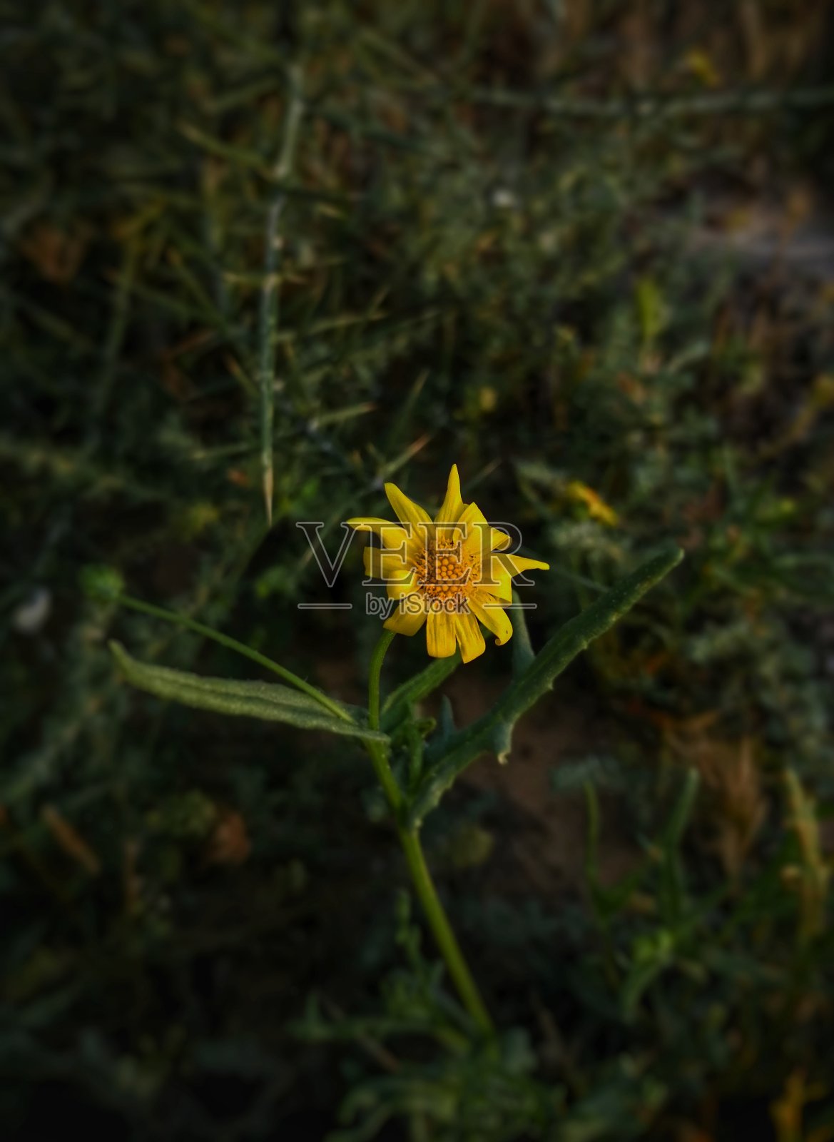 开花照片摄影图片