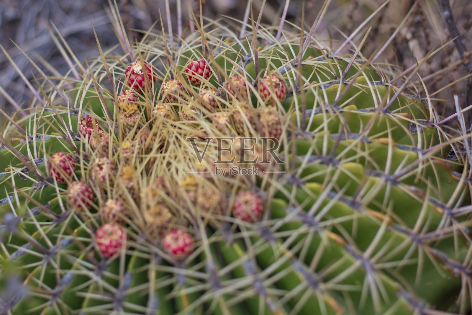 仙人掌照片摄影图片