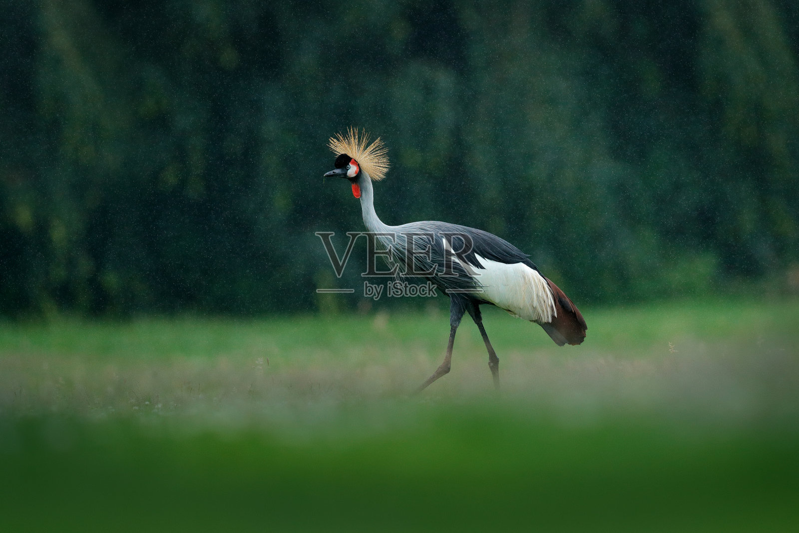 灰冠鹤,巴利阿里卡,深色背景。金冠鸟头在美丽的夕阳下。日落。来自非洲和坦桑尼亚的野生动物。起重机在下雨。照片摄影图片