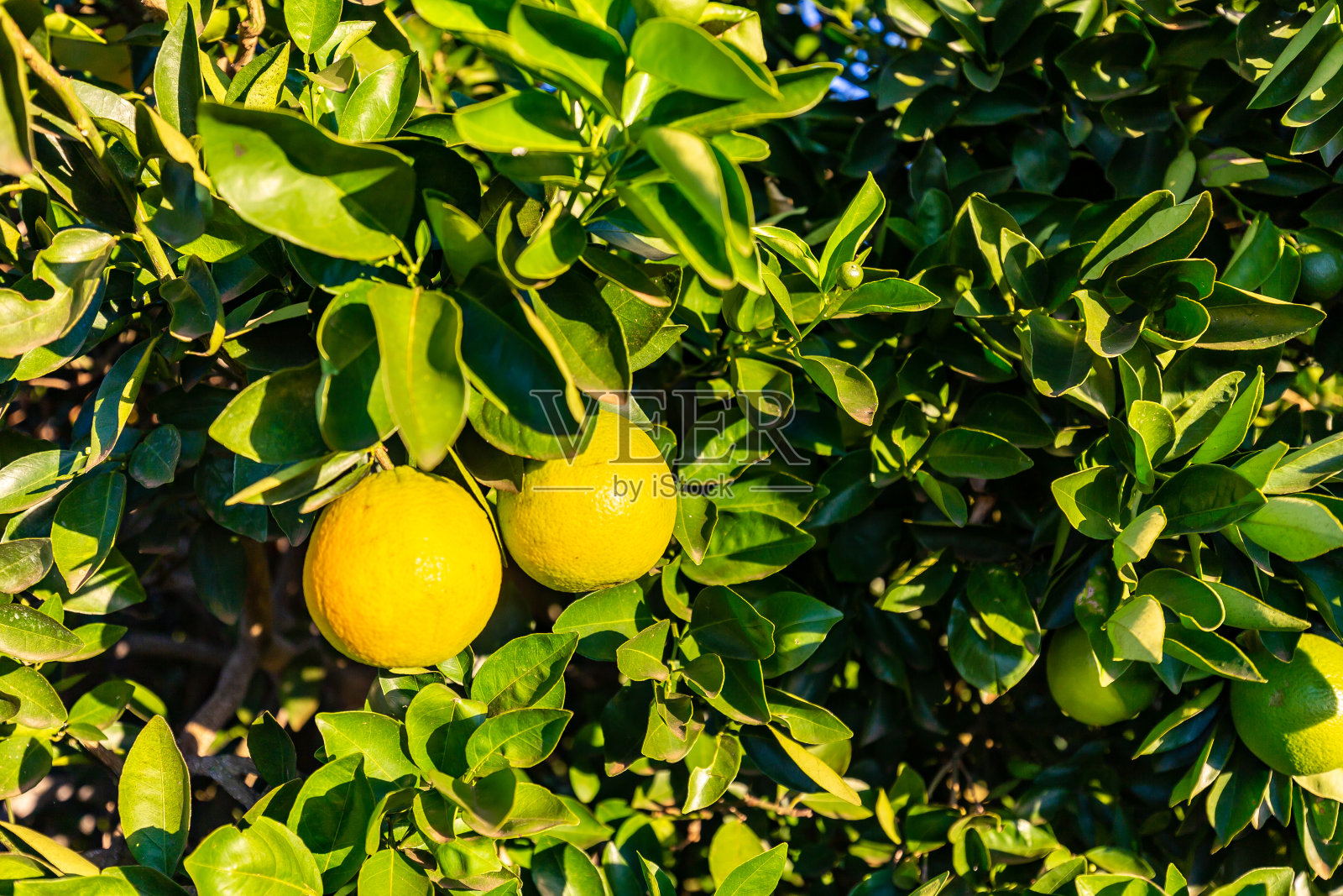 树上结着橙子照片摄影图片