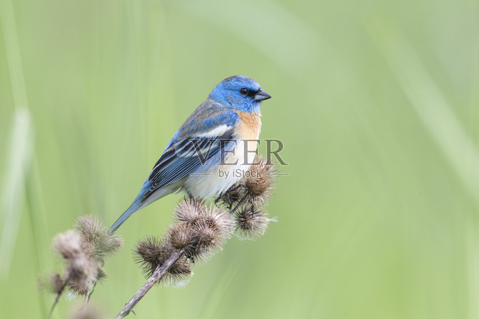 男性青金石彩旗照片摄影图片