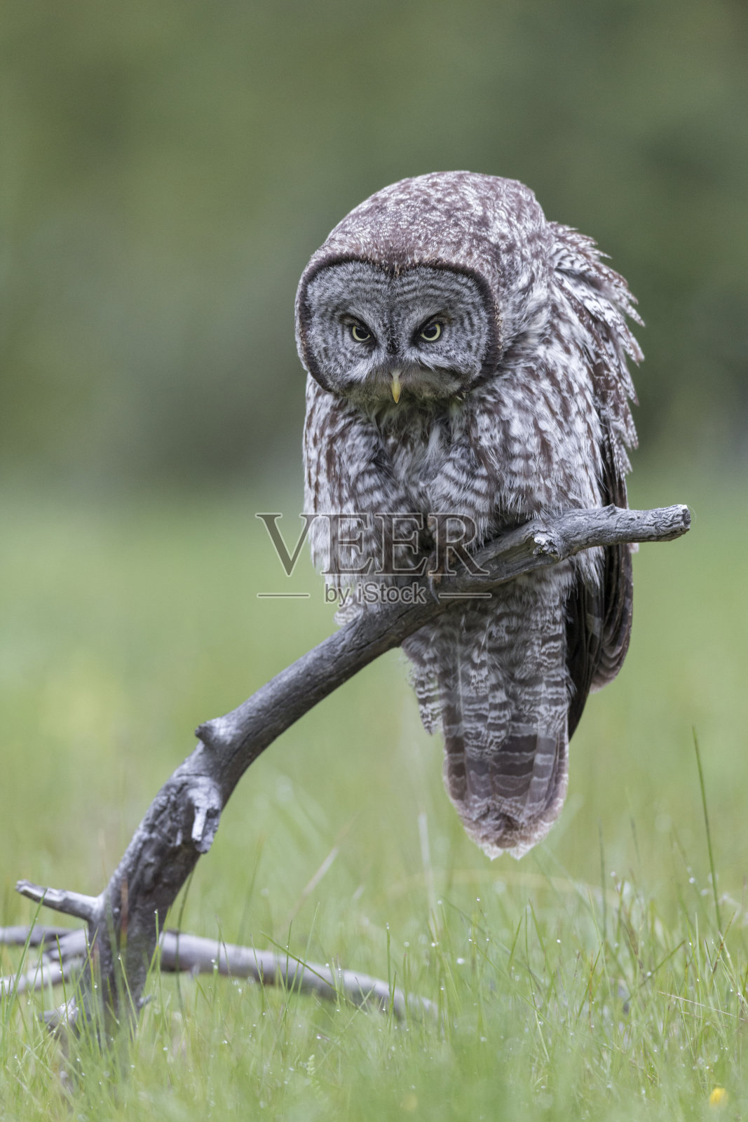 栖息的大灰猫头鹰照片摄影图片