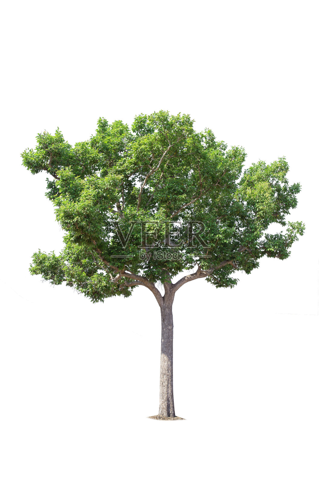 孤立的树木在白色的背景。泰国东北部的一种热带树木,用于设计、广告和建筑照片摄影图片