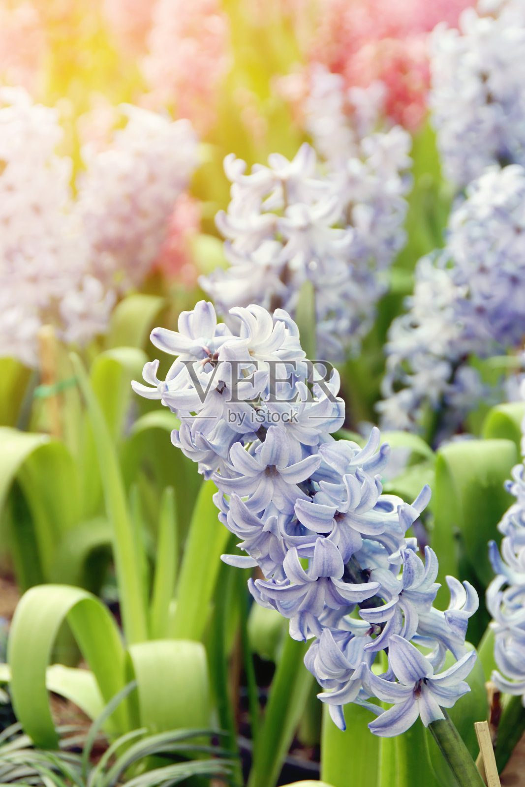 花园里的蓝色风信子花照片摄影图片