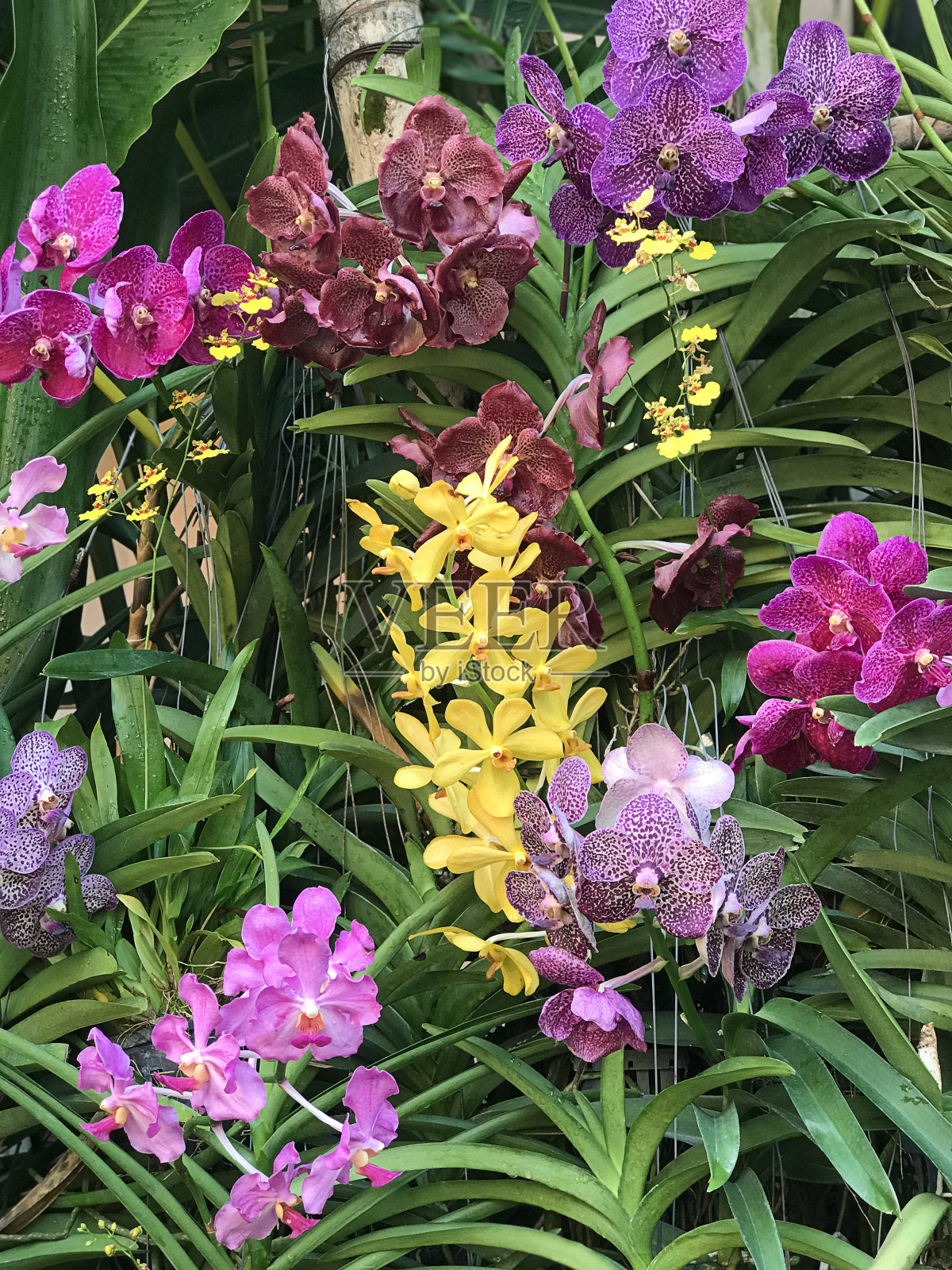 泰国的旺达兰花,姹紫嫣红。照片摄影图片