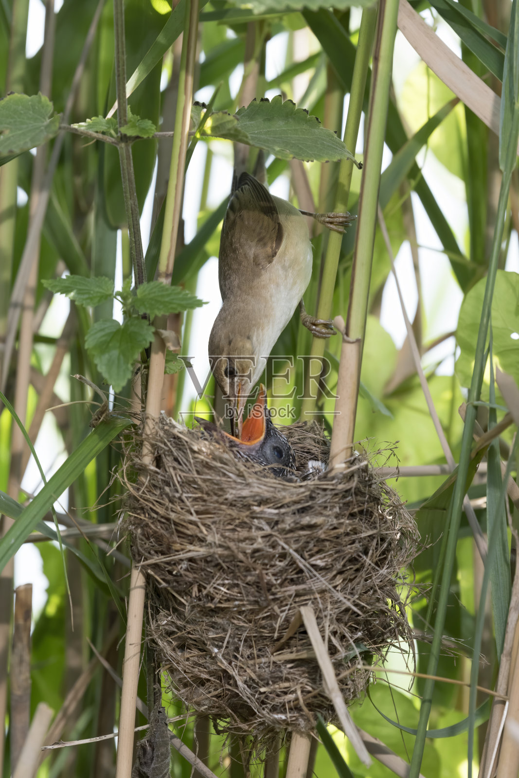 芦苇莺与布谷鸟共巢照片摄影图片