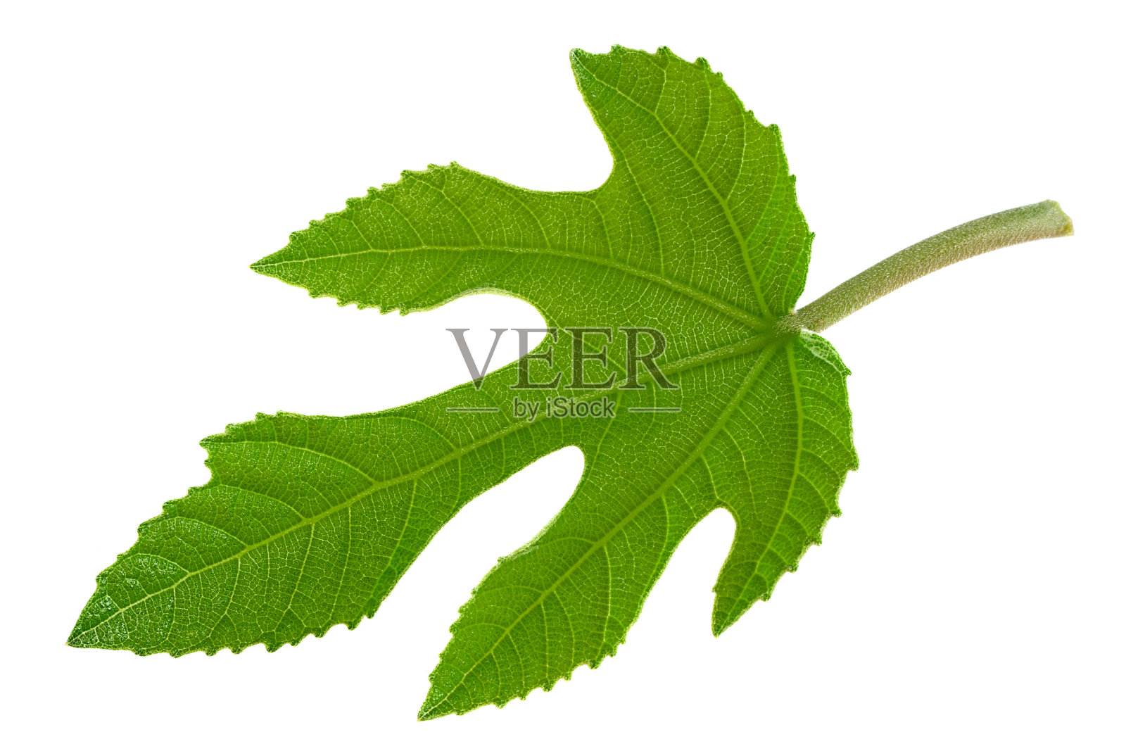 紫色无花果叶特写照片摄影图片