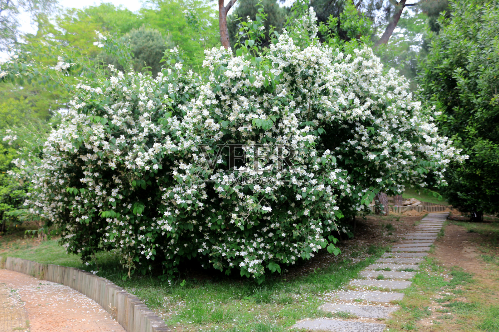 白色的花朵照片摄影图片