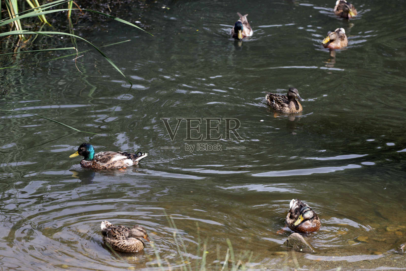 小野鸭在湖里照片摄影图片