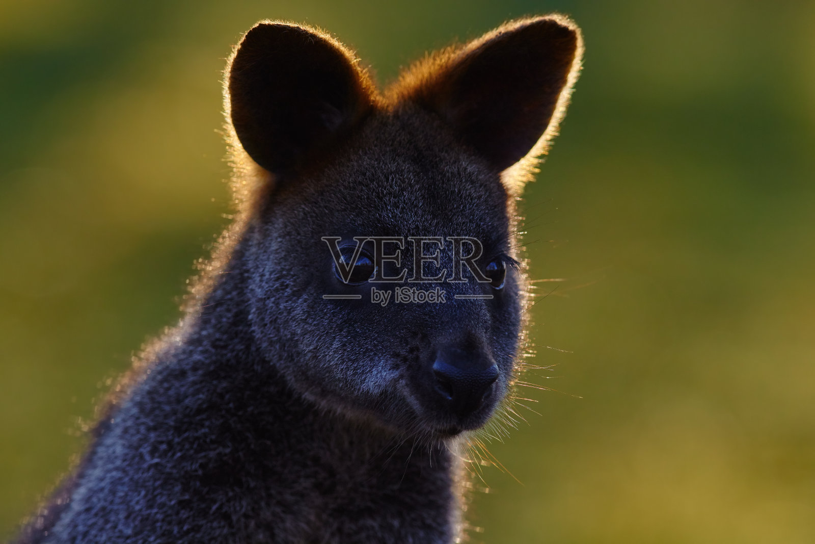 沼泽小袋鼠,双色小袋鼠,是澳大利亚东部的一种小型大型有袋动物,这种袋鼠也被俗称为黑袋鼠,美丽的头像与美好的早晨背部光线照片摄影图片