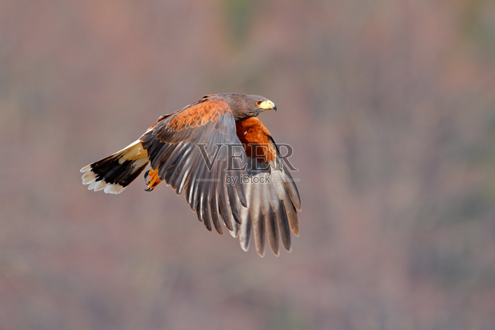 哈里斯·霍克,帕布提奥·unicinctus,着陆。野生动物的自然景观。鸟在飞。会飞的猛禽。来自墨西哥自然的野生动物场景。鹰在飞翔。照片摄影图片