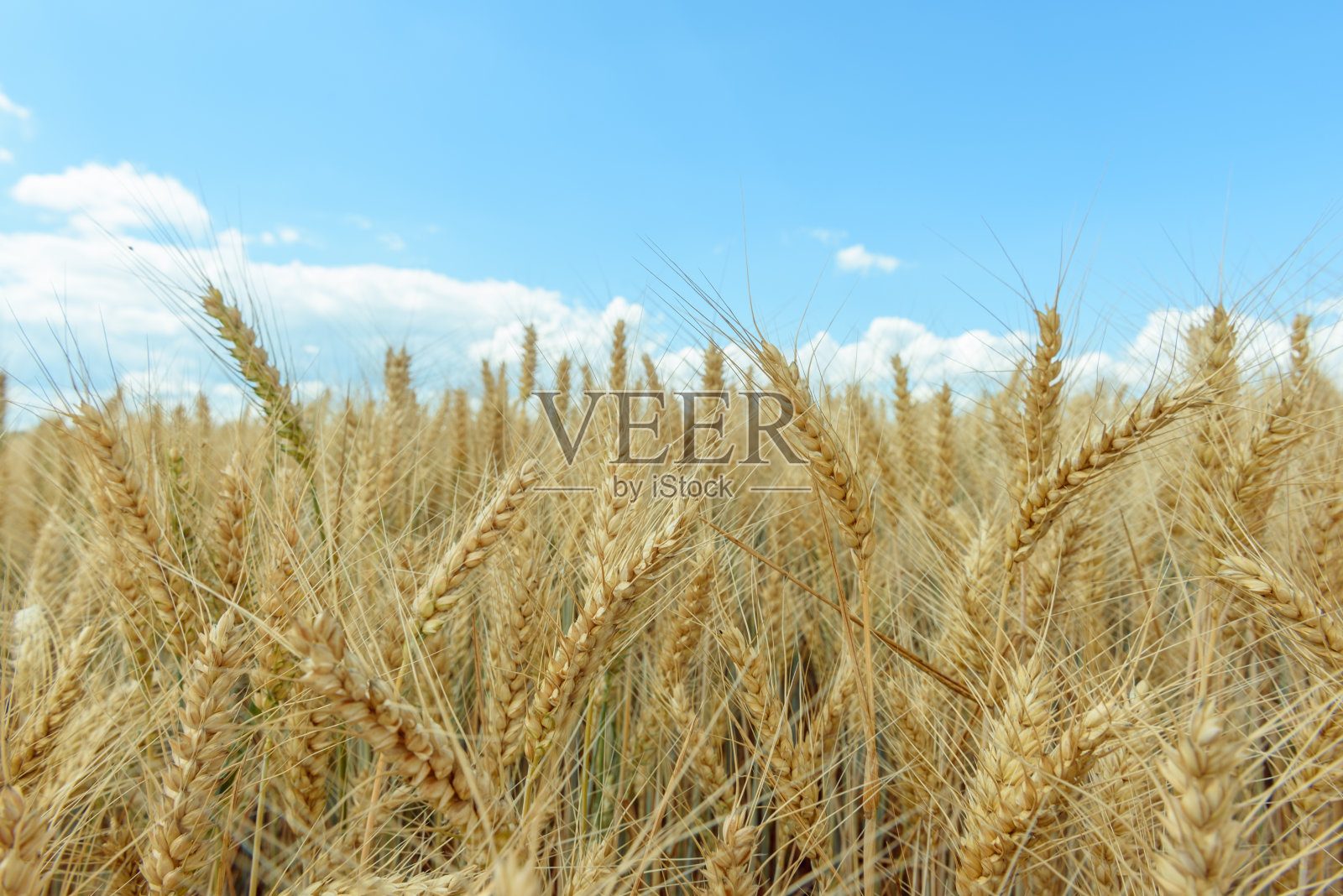 平原上的麦田照片摄影图片