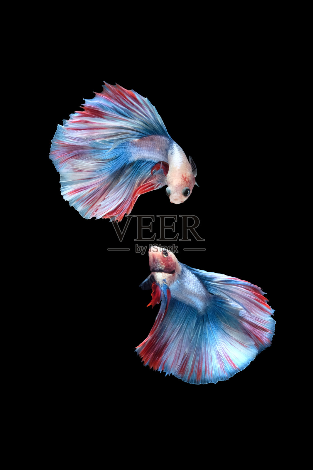 两只跳舞的暹罗斗鱼(蓝、白、红双尾灰毛鱼)孤立在黑色背景上。照片摄影图片
