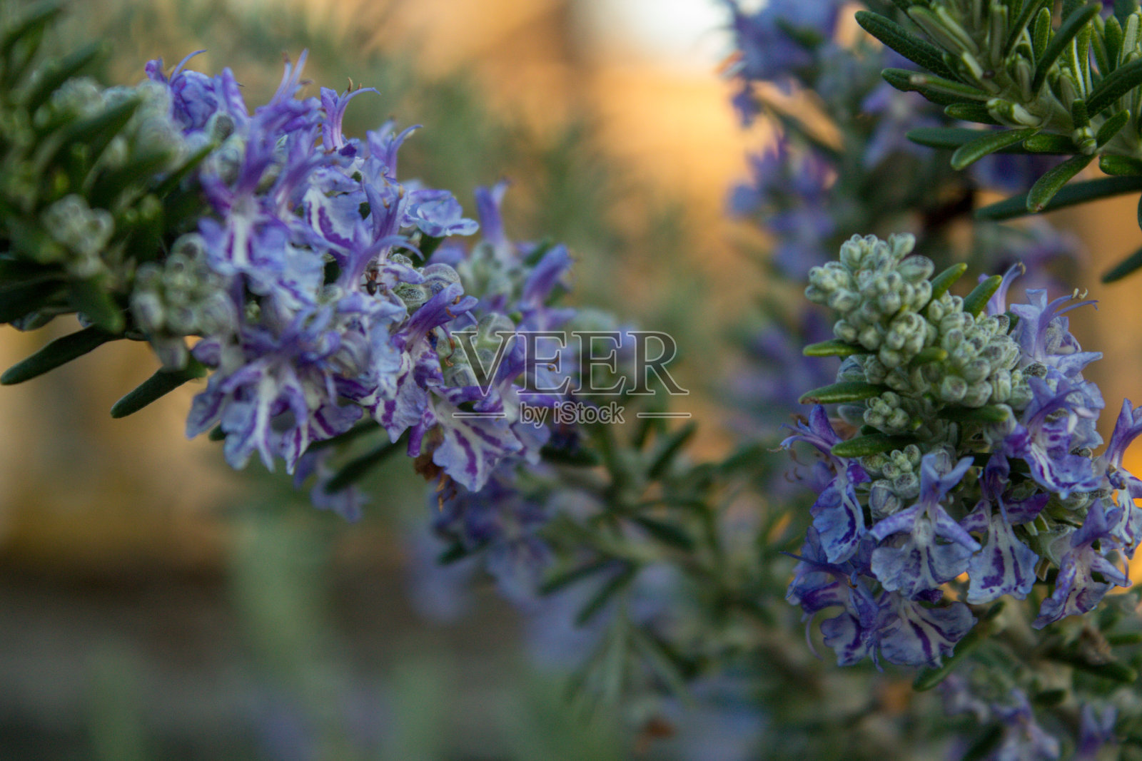 迷迭香照片摄影图片
