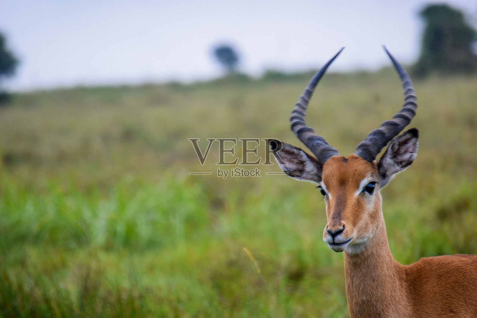 瞪羚照片摄影图片