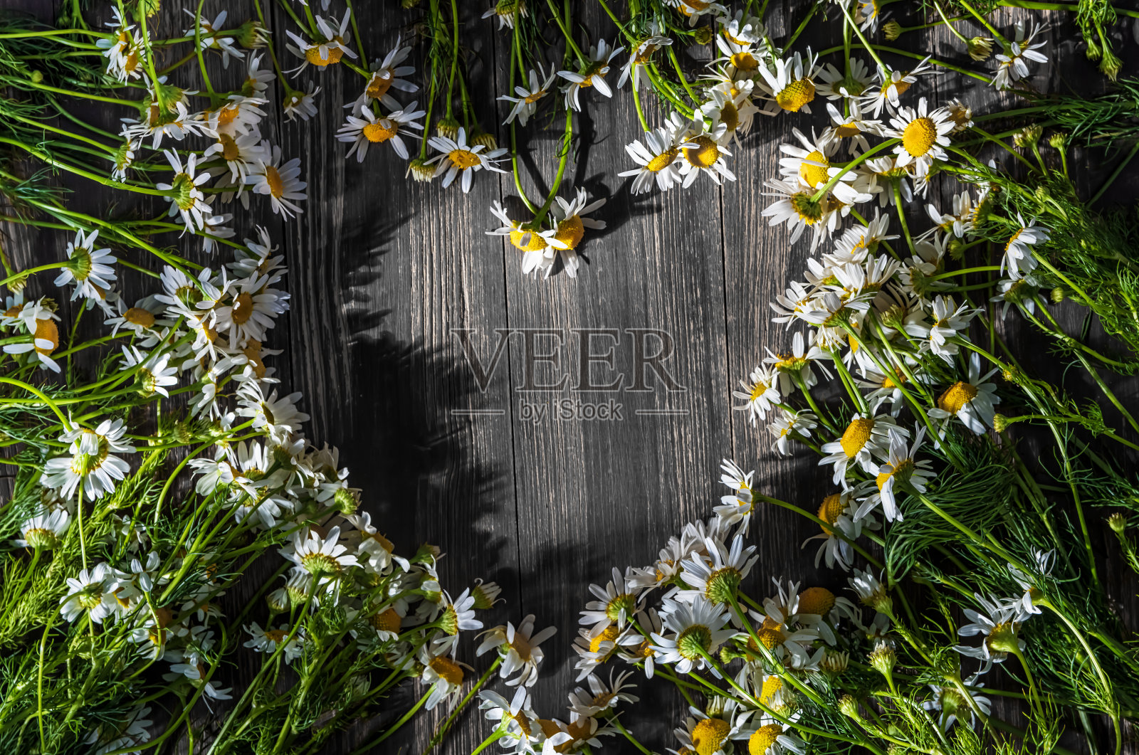 灰色的木质背景上有许多白色的雏菊照片摄影图片
