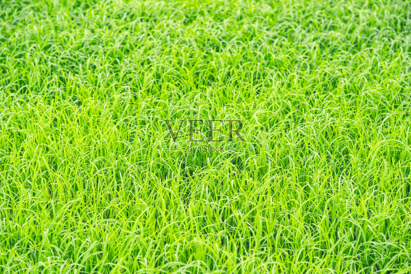 草地的绿色自然照片摄影图片