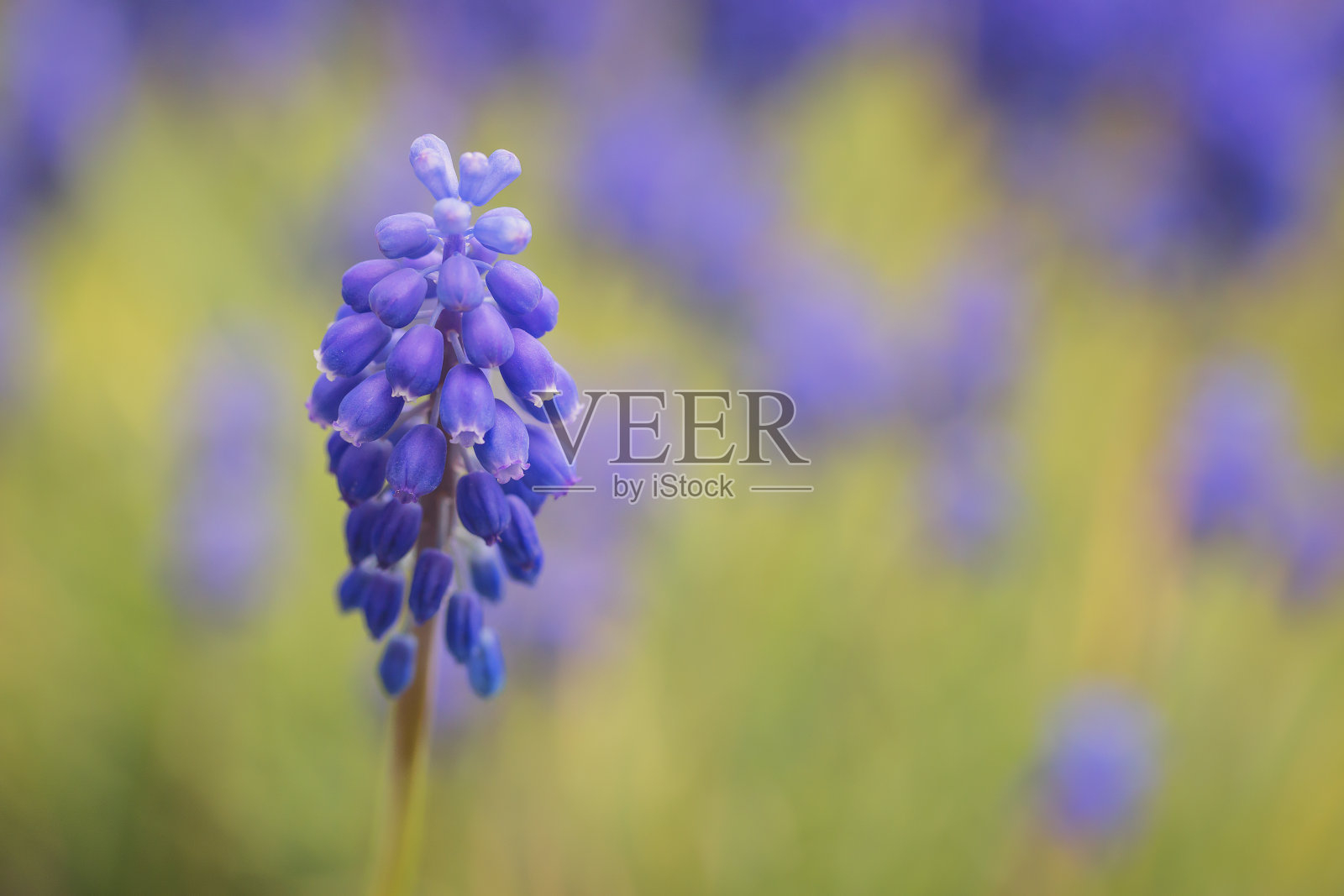 蓝色亚美尼亚葡萄风信子照片摄影图片
