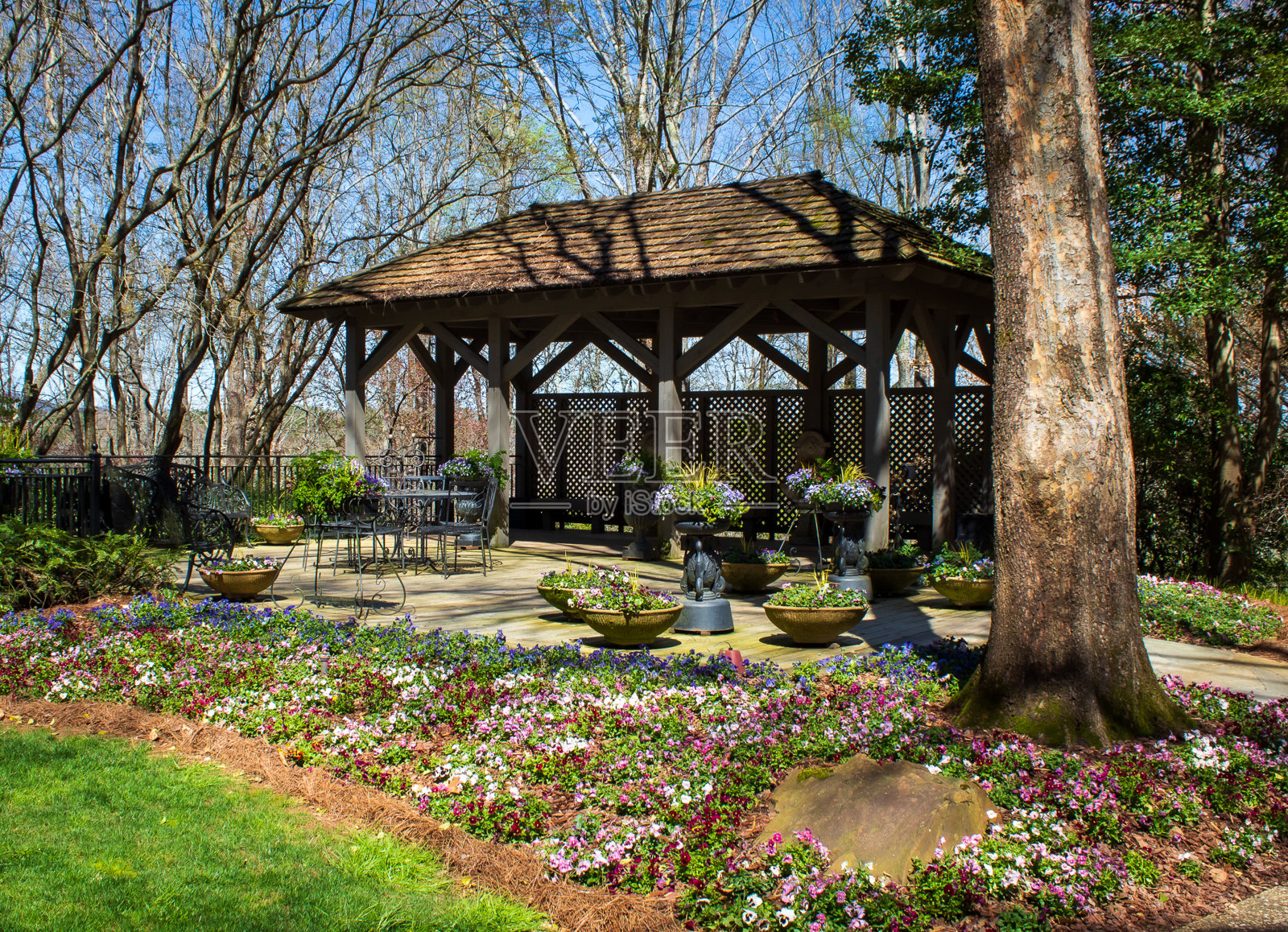 郁郁葱葱的美丽照片摄影图片