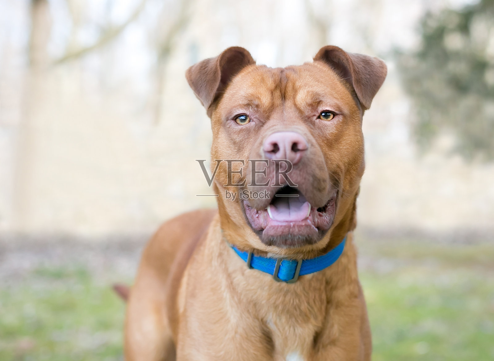 一种戴着蓝领的比特斗牛梗混种狗照片摄影图片