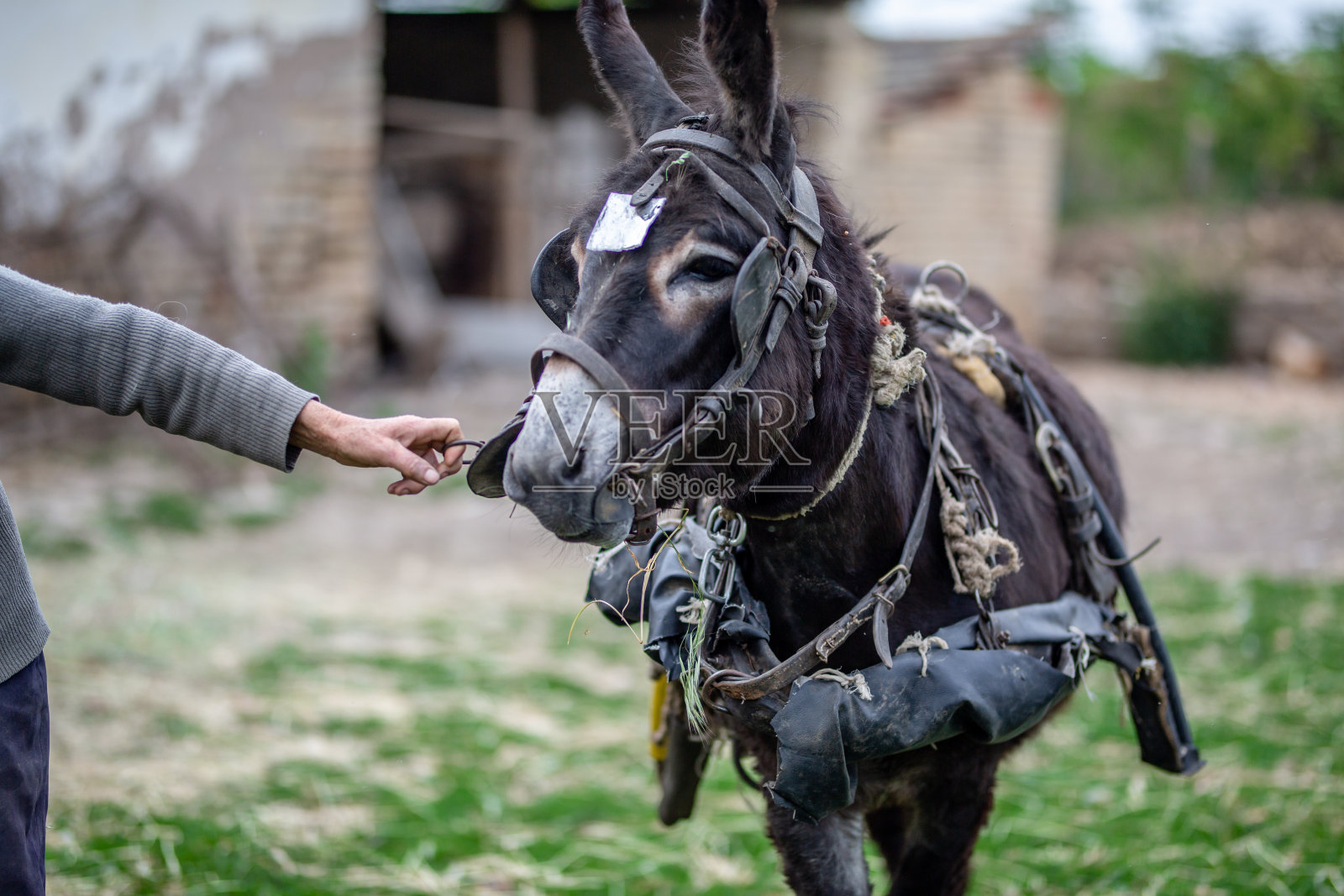 与驴近距离的资深农民照片摄影图片
