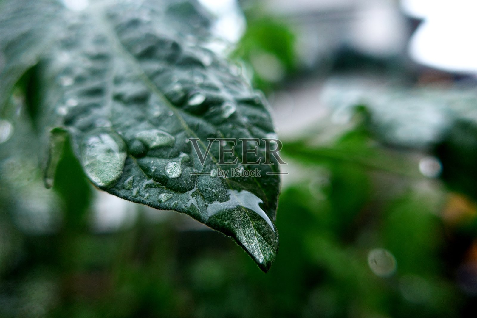 32、雨后的花园里,绿油油的树叶带着水珠照片摄影图片