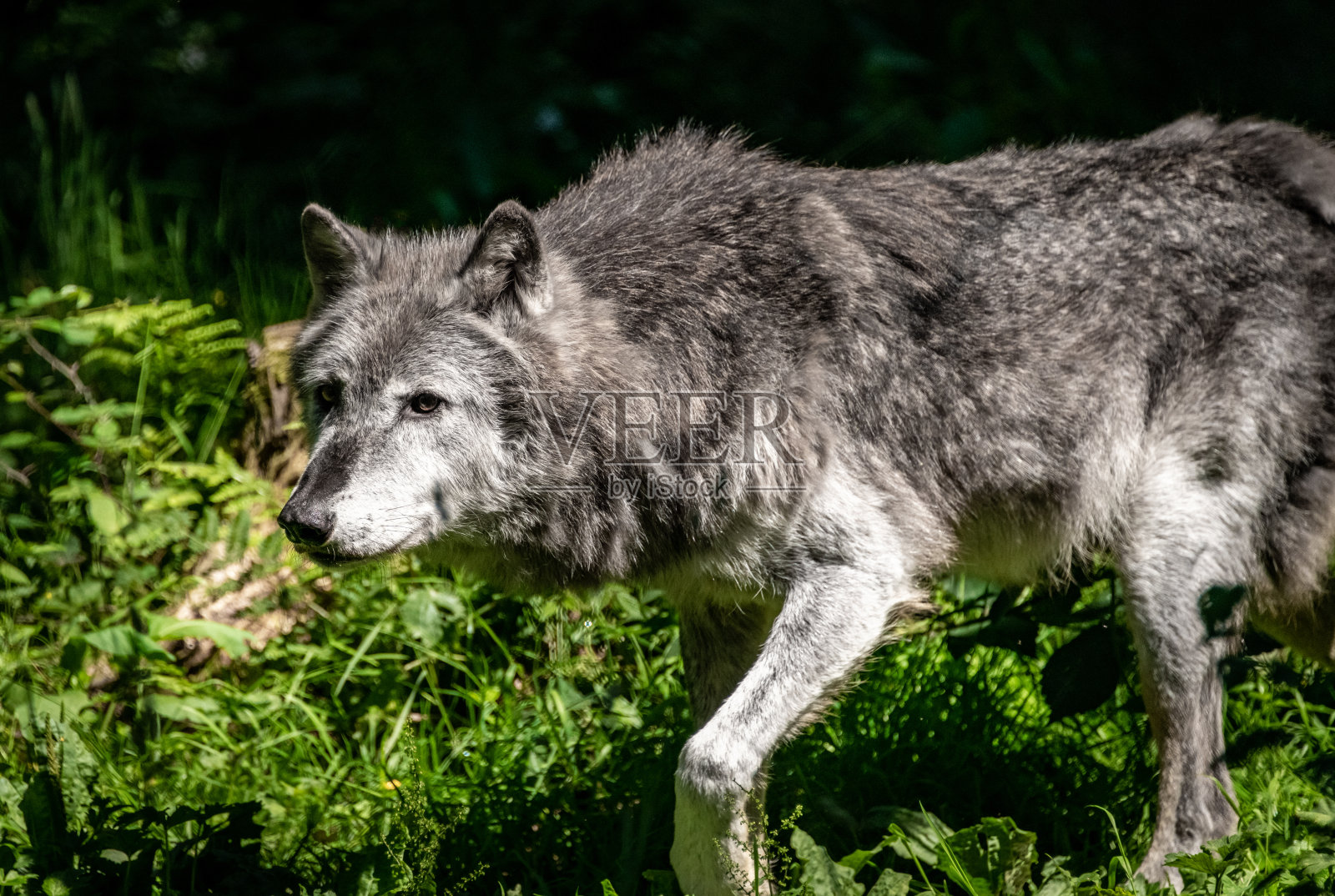 欧亚灰狼(犬类)照片摄影图片