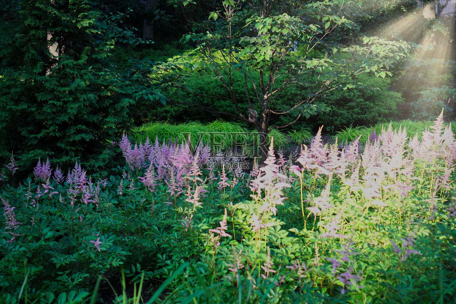 阳光洒落在满是灌木和树木的花园里的花照片摄影图片