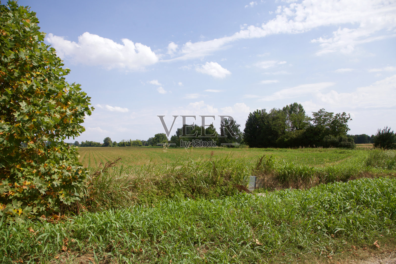 夏天乡间的田野,背景是树木照片摄影图片