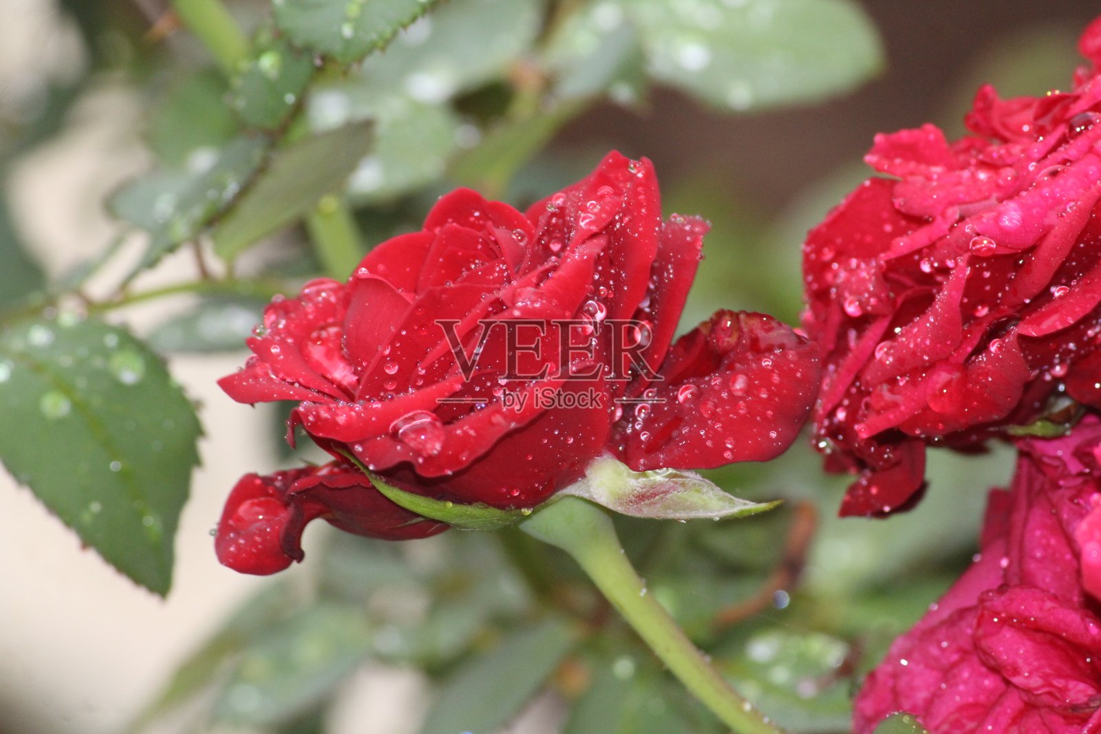 Droplete是钻石照片摄影图片