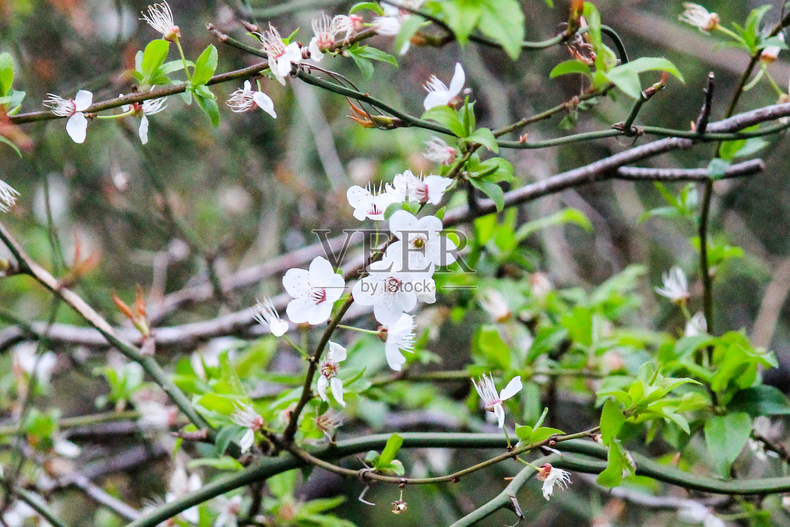 美丽的野生植物森林没有人。树木生长不受控制。自然森林。有选择性的重点照片摄影图片