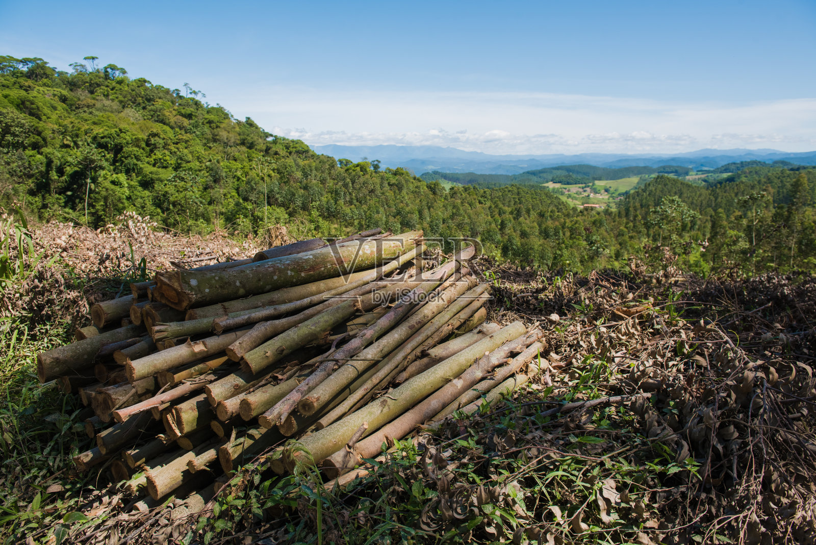 桉树木材的更新和提取。照片摄影图片
