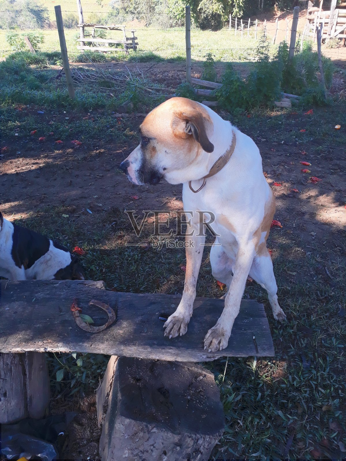 狗照片摄影图片