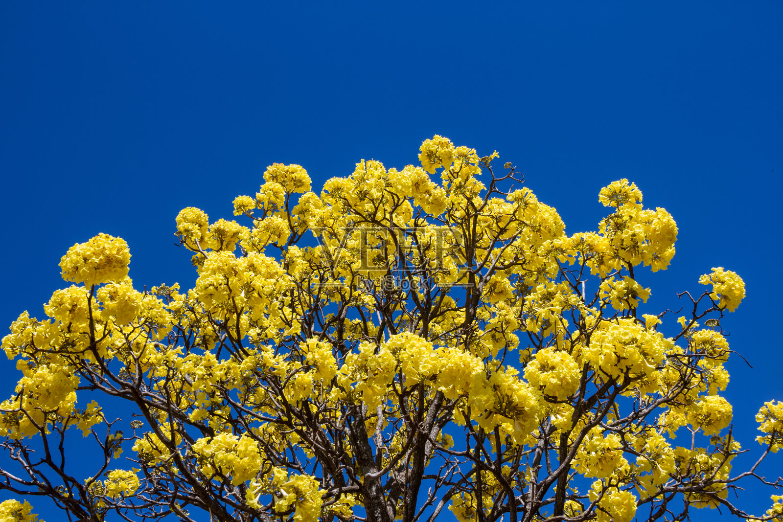 黄色ipe。照片摄影图片