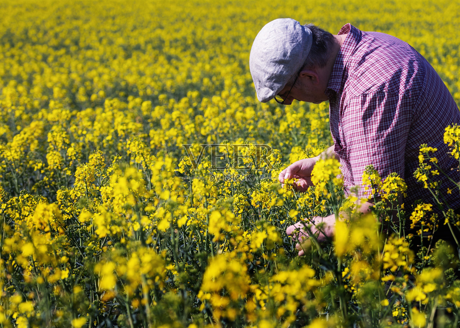 农民在田间检查黄花油菜籽照片摄影图片