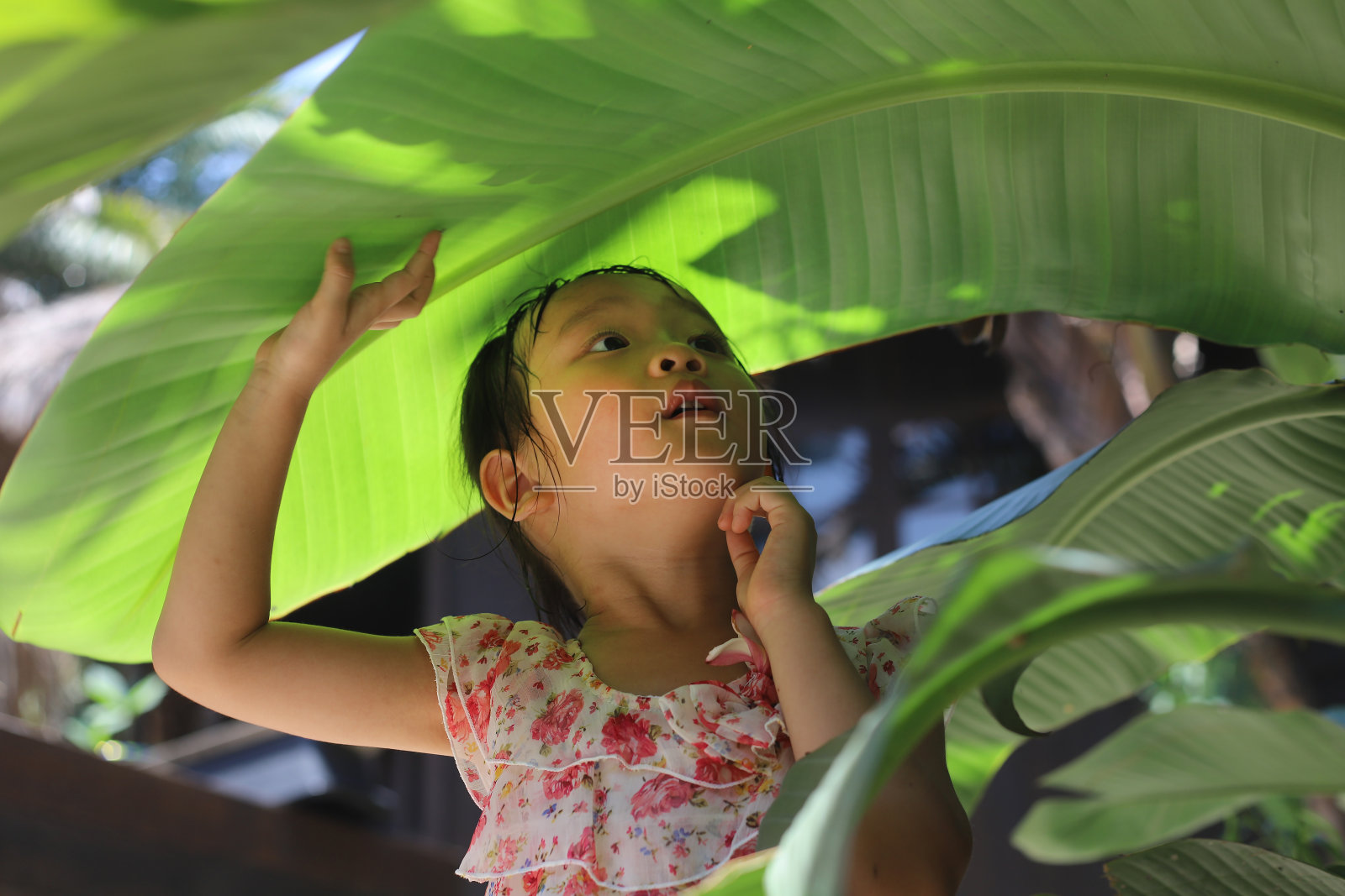 一个亚洲女孩在夏天玩一个大树叶来躲避阳光。照片摄影图片