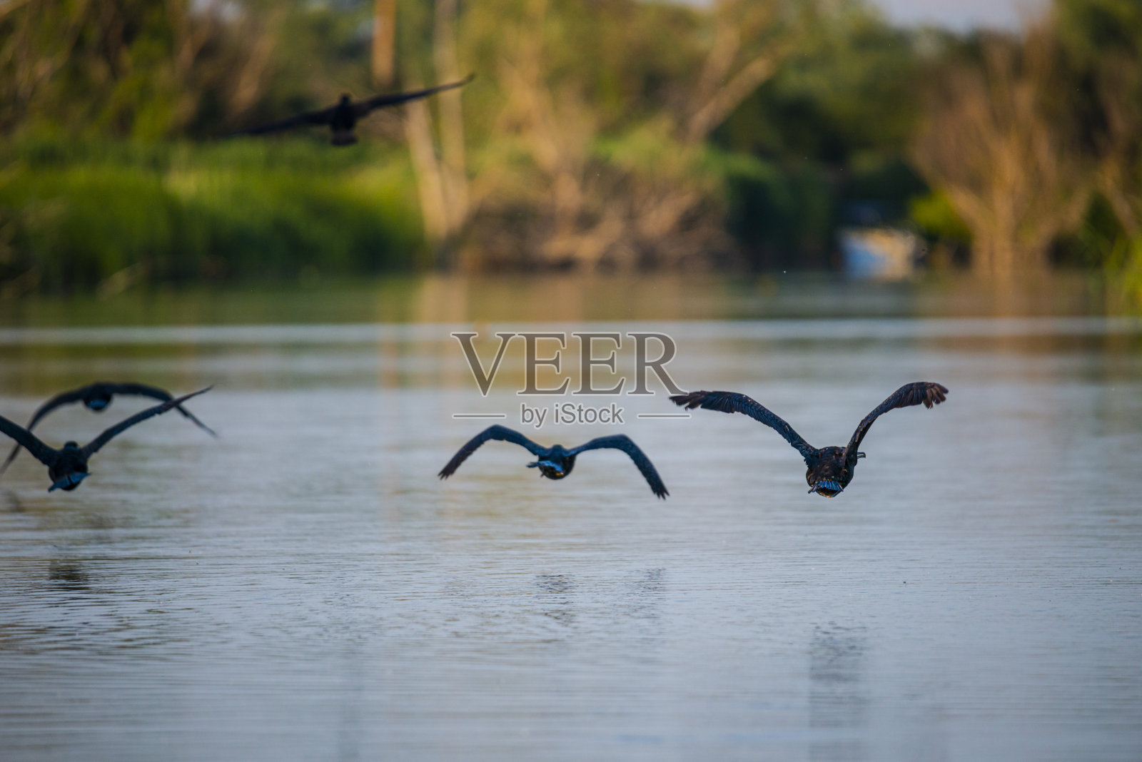 多瑙河三角洲的春天照片摄影图片
